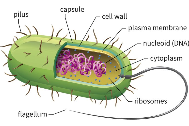Learn About Prokaryotic Cells