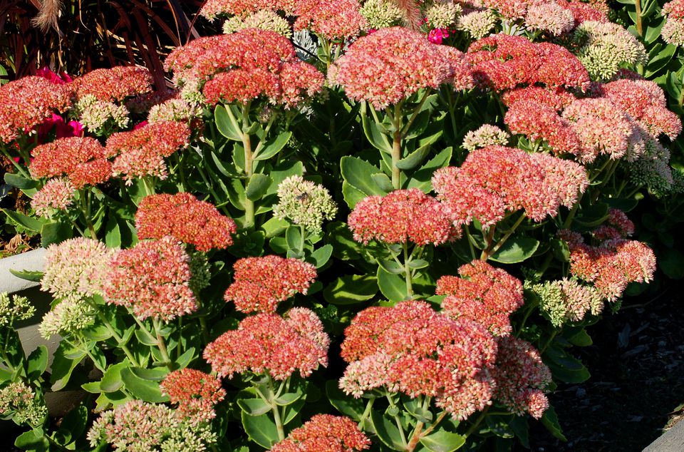 autumn joy sedum poisonous to dogs