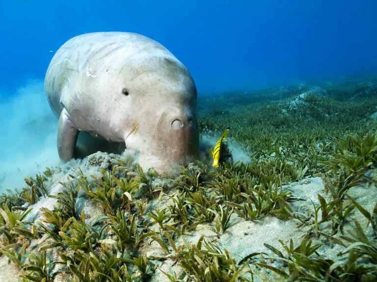 Seagrasses and Seagrass Beds