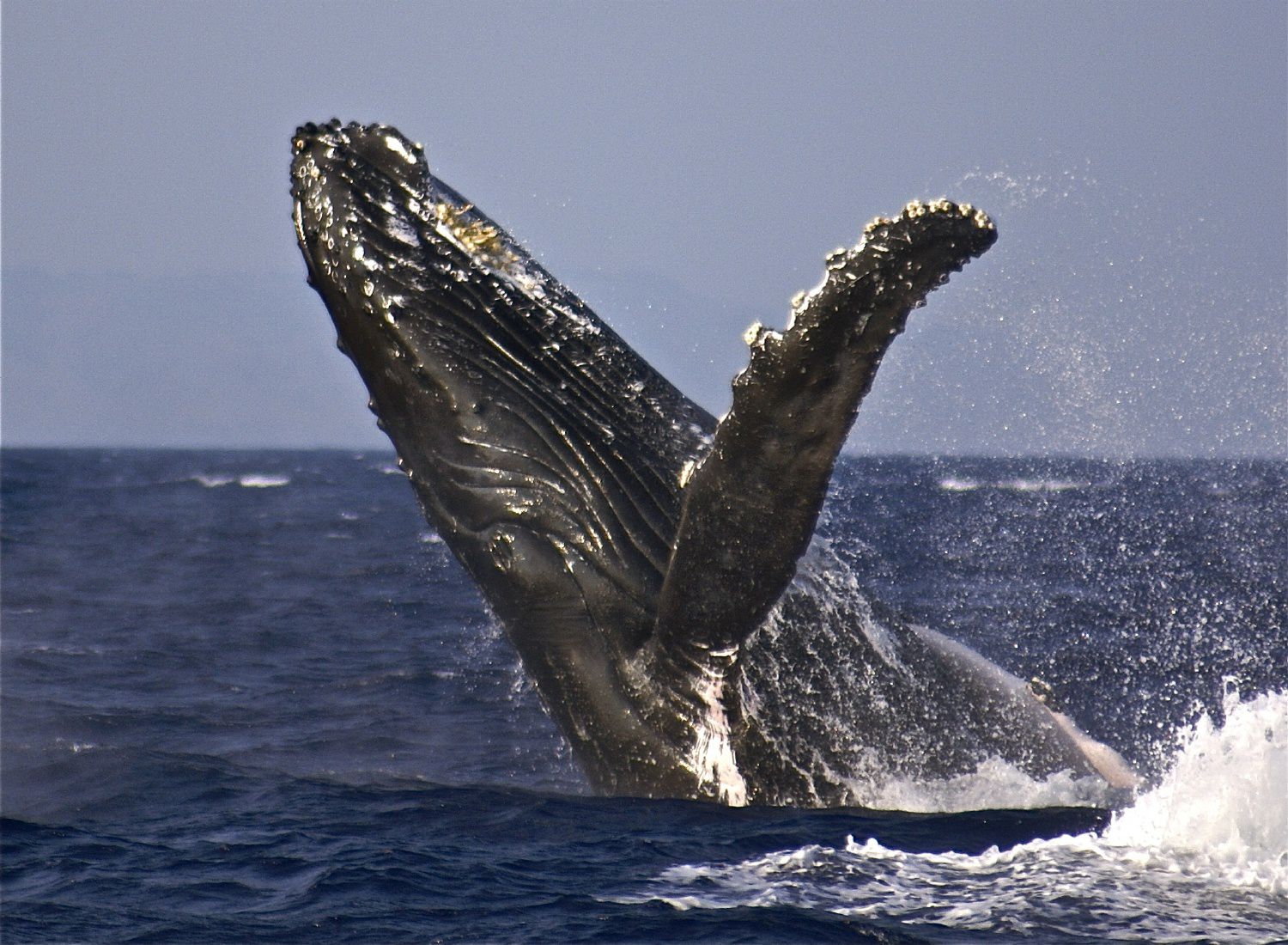 The Humpback Whales of Hawaii