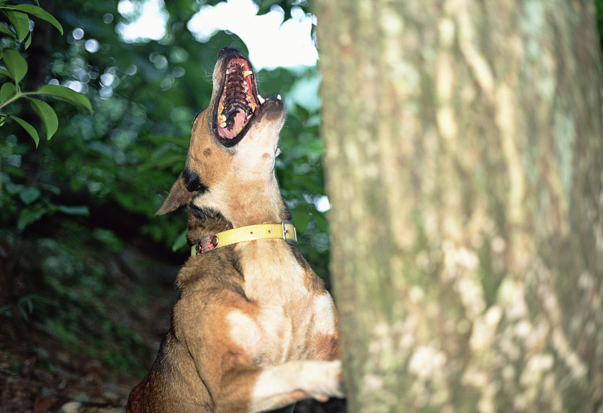 buy-barking-up-the-wrong-tree-the-surprising-science-behind-why