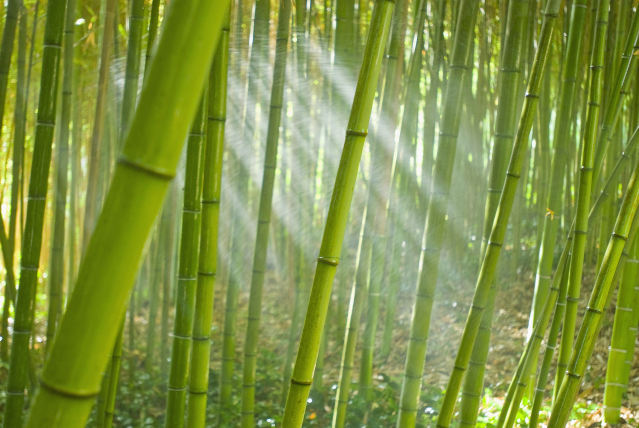 Different Types Of Bamboo: Learn About Bamboo Plants For The Garden