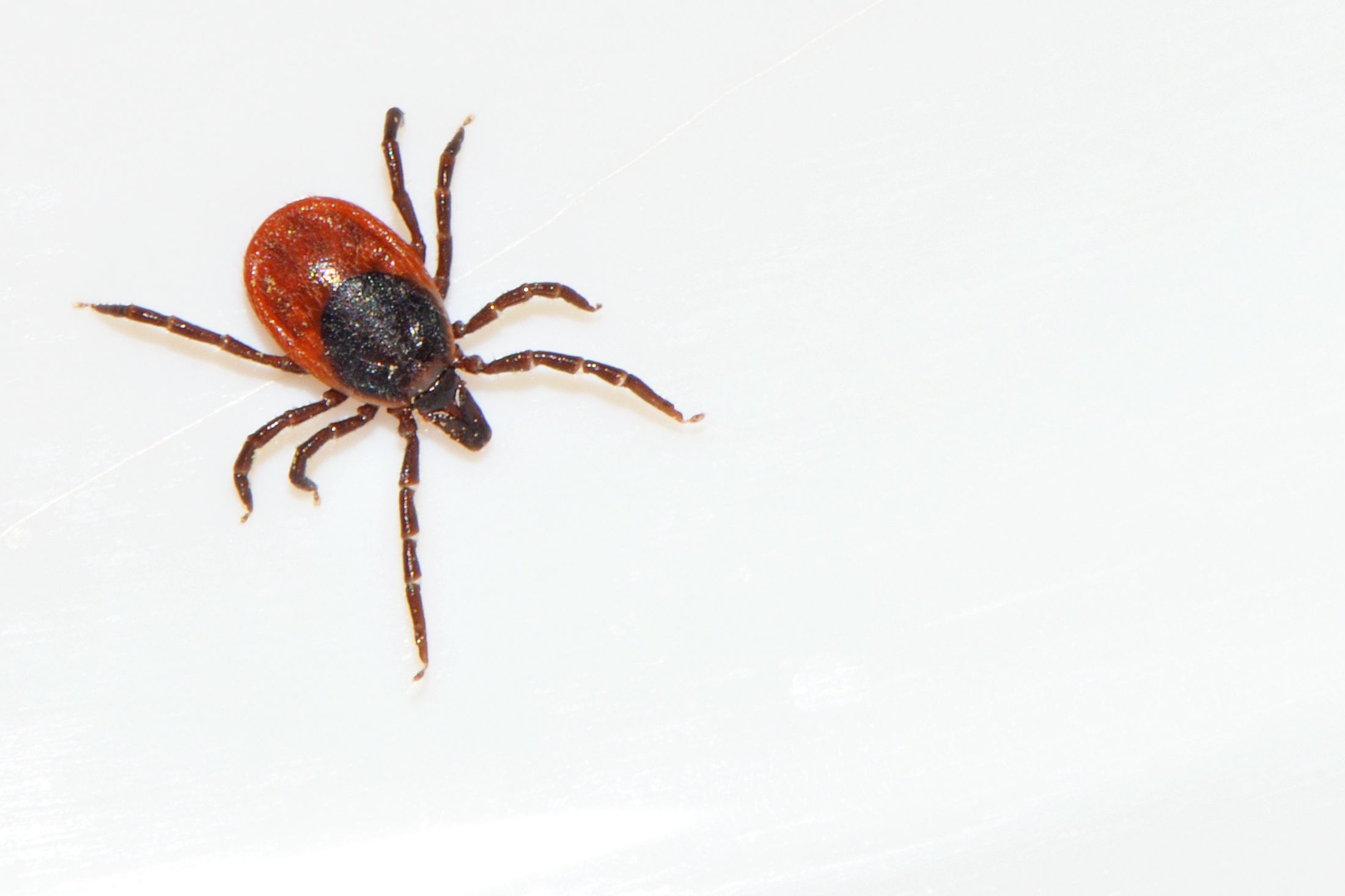 What Good Are Ticks? 3 Reasons to Tolerate Ticks