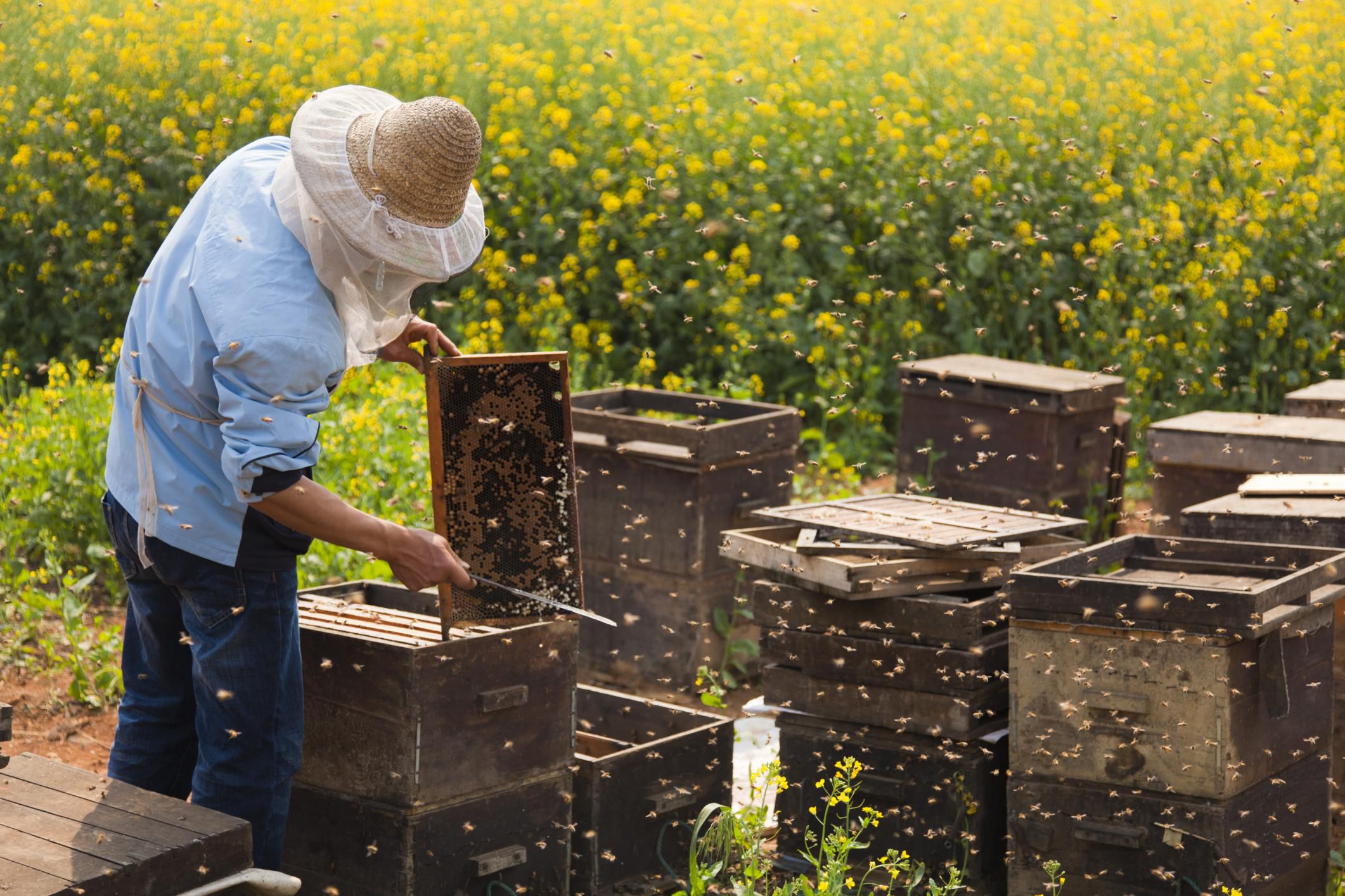 how-to-combine-two-beehives