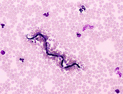20 HQ Pictures Hookworms Cat Worms Identify - Long Worms In Cat Vomit - Cat and Dog Lovers