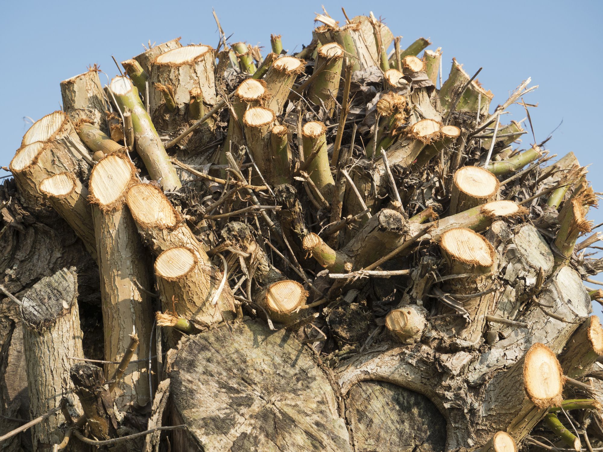The Permaculture Practice of Wood Coppicing