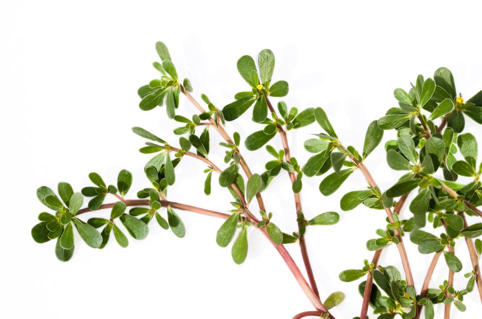 Purslane: Focus on Its Culinary Uses, Not Weed Control