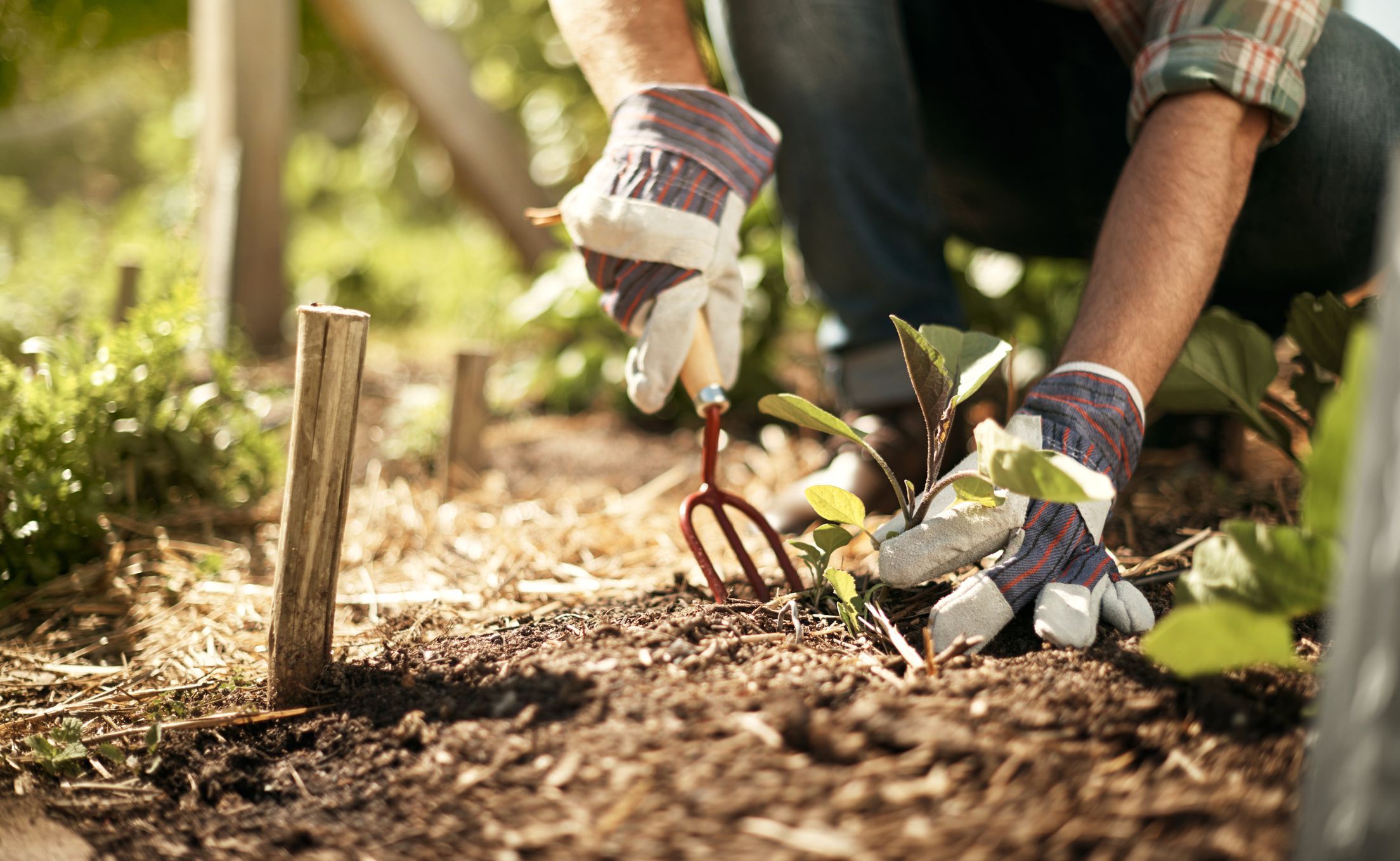 how-to-find-out-soil-type