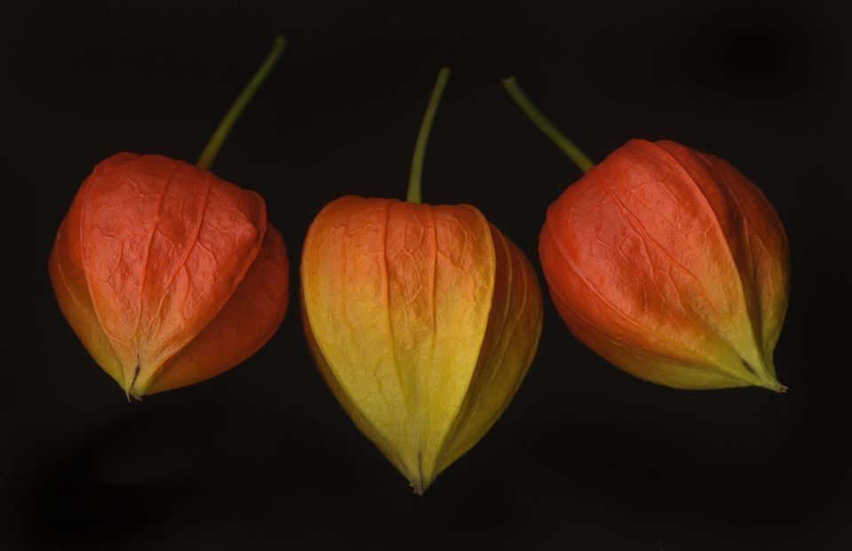 How and Whether to Grow Invasive Chinese Lantern Plants