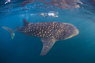 Explore the Largest Sea Creatures