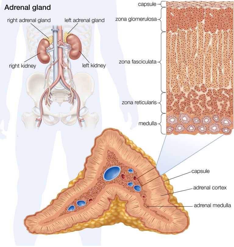 anatomy of the adrenal gland