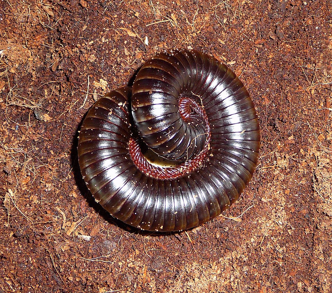 a-guide-to-caring-for-pet-millipedes