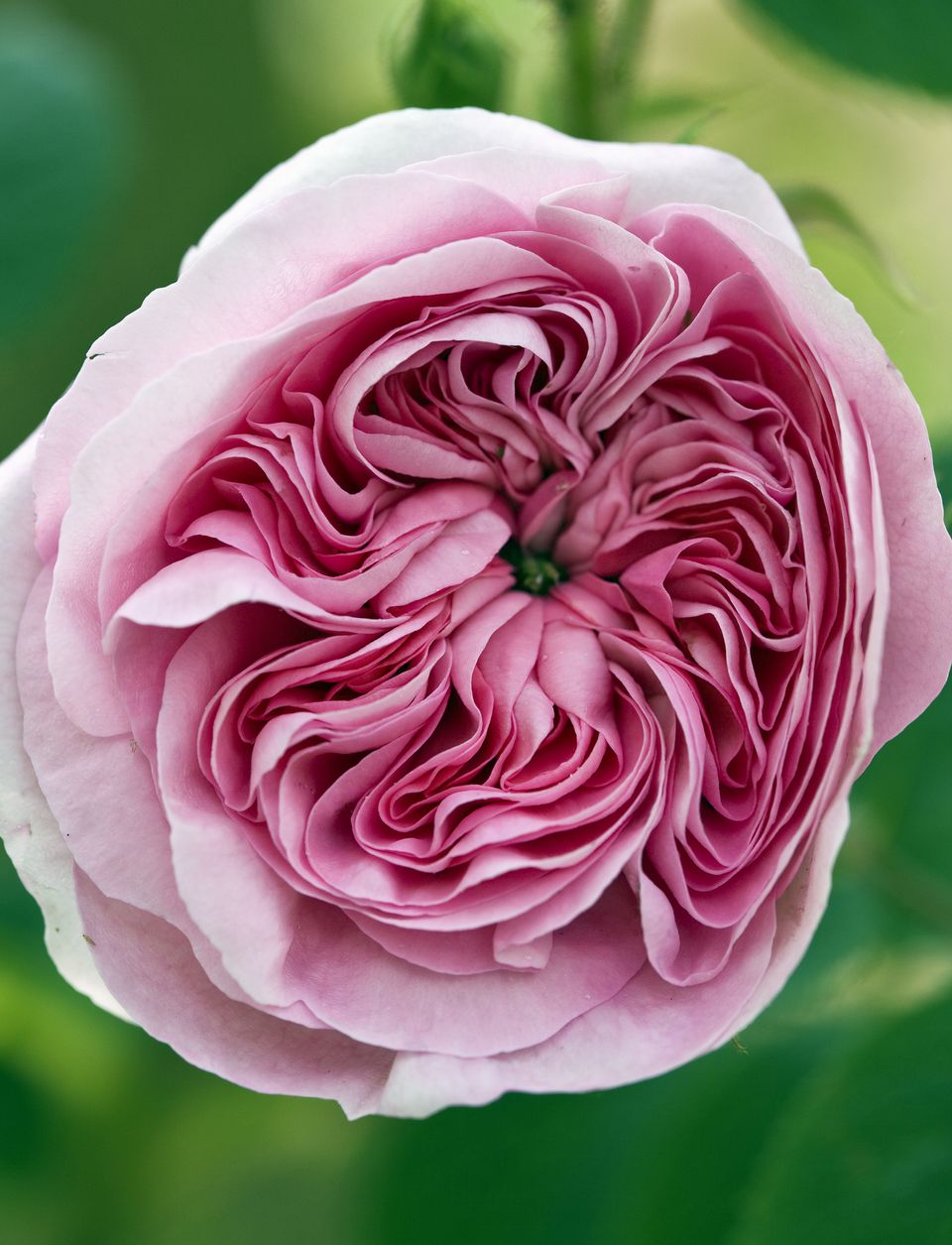 Lush English Roses for Your Garden