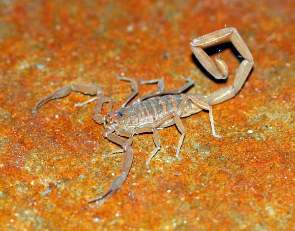 Pictures of Arizona Scorpions Submitted by Locals