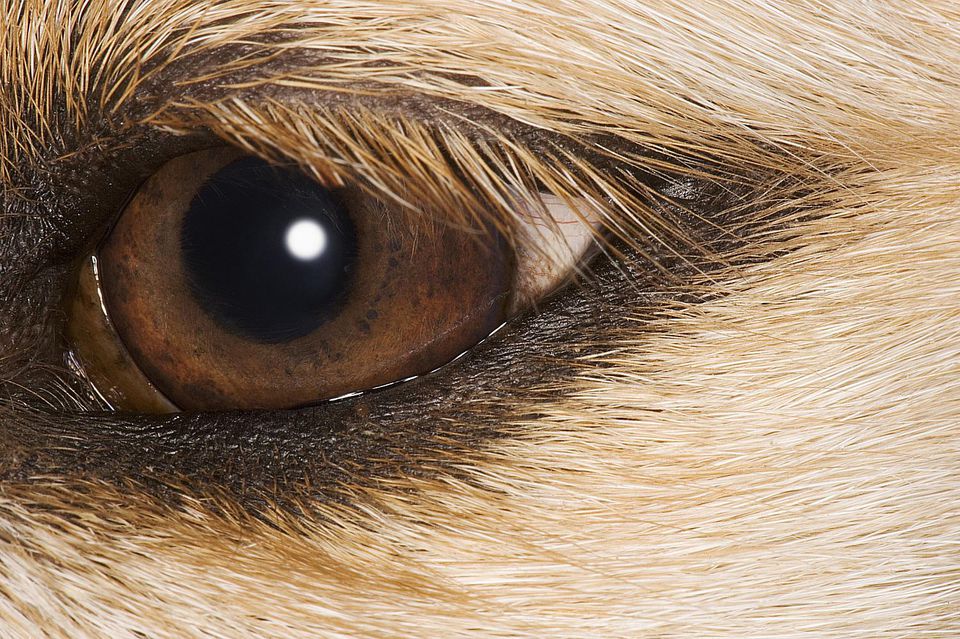 Night Vision, Depth Perception: What Dogs Actually See