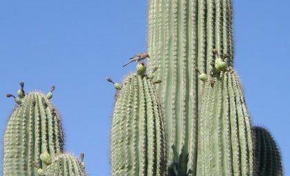 16 Things To Know About the Saguaro Cactus