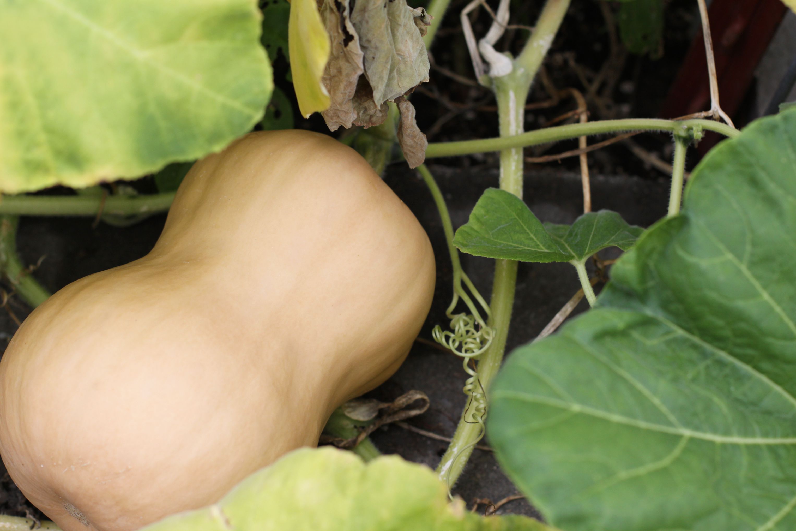 Pruning Winter Squash Vines