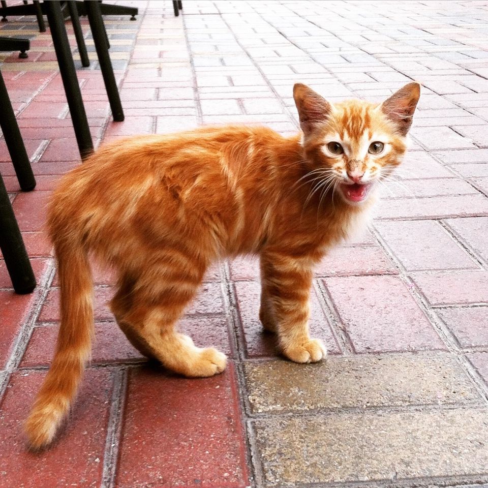 Кошачьи звуки. Кошка мяукает. Порода кошек которые не мяукают. Коты Мяуки. Кошачье мяуканье.