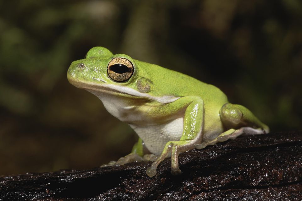 Care And Feeding Of Pet American Green Tree Frogs   95724120 56a2bcee5f9b58b7d0cdf874 