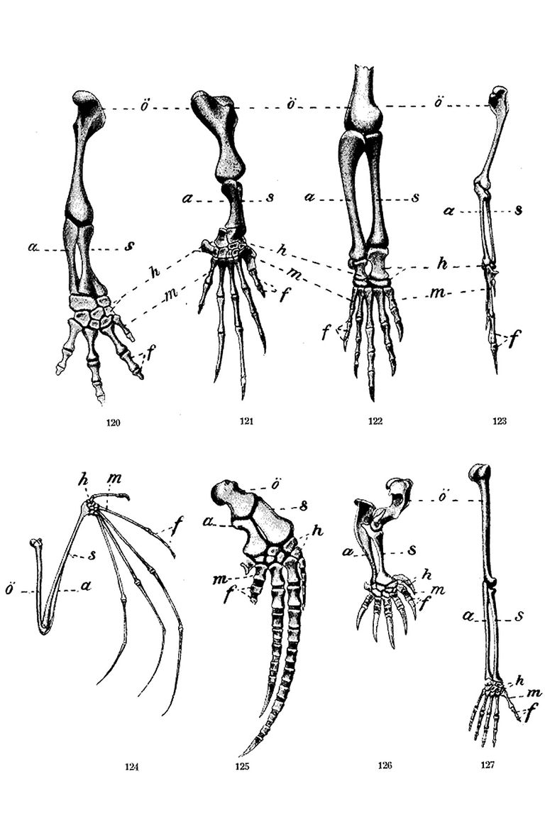 Anatomy Evolution And Homologous Structures