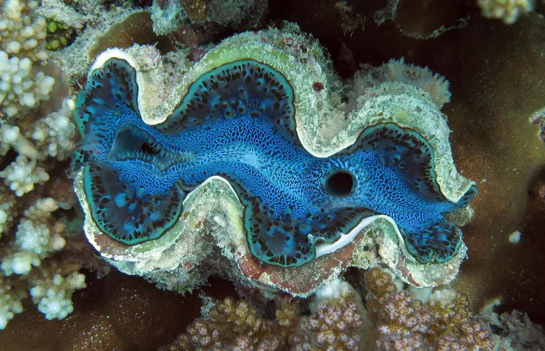 giant clam