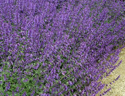 Little Titch Dwarf Catmint: Growing Nepeta Racemosa