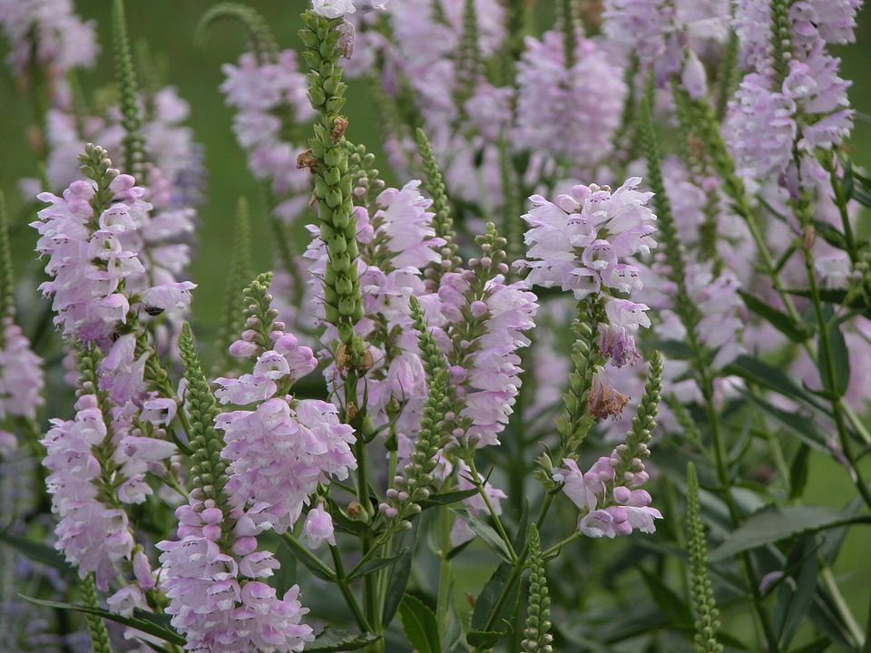 Growing Obedient Plant Or False Dragonhead