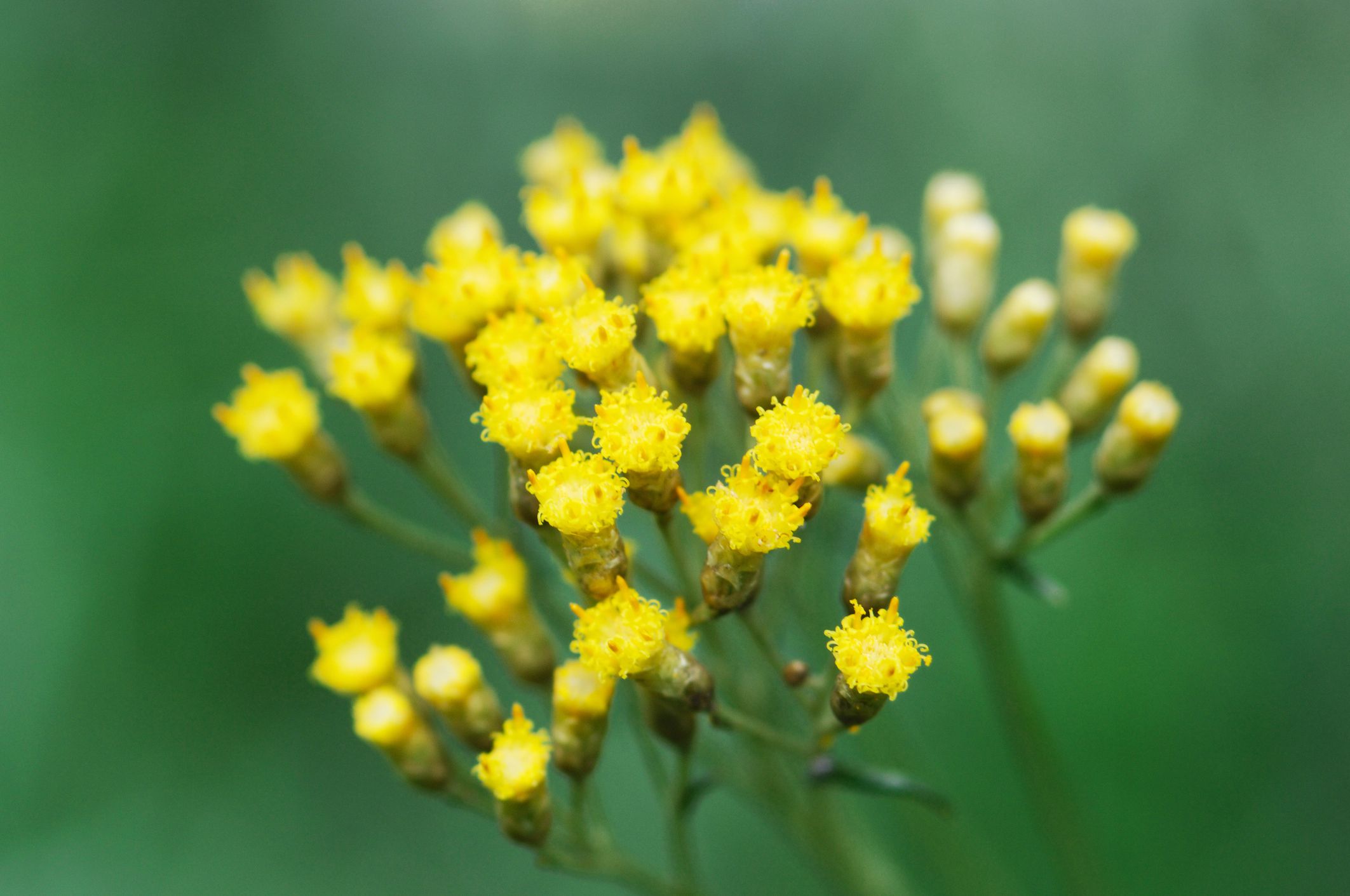 helichrysum-essential-oil-the-uses-and-benefits