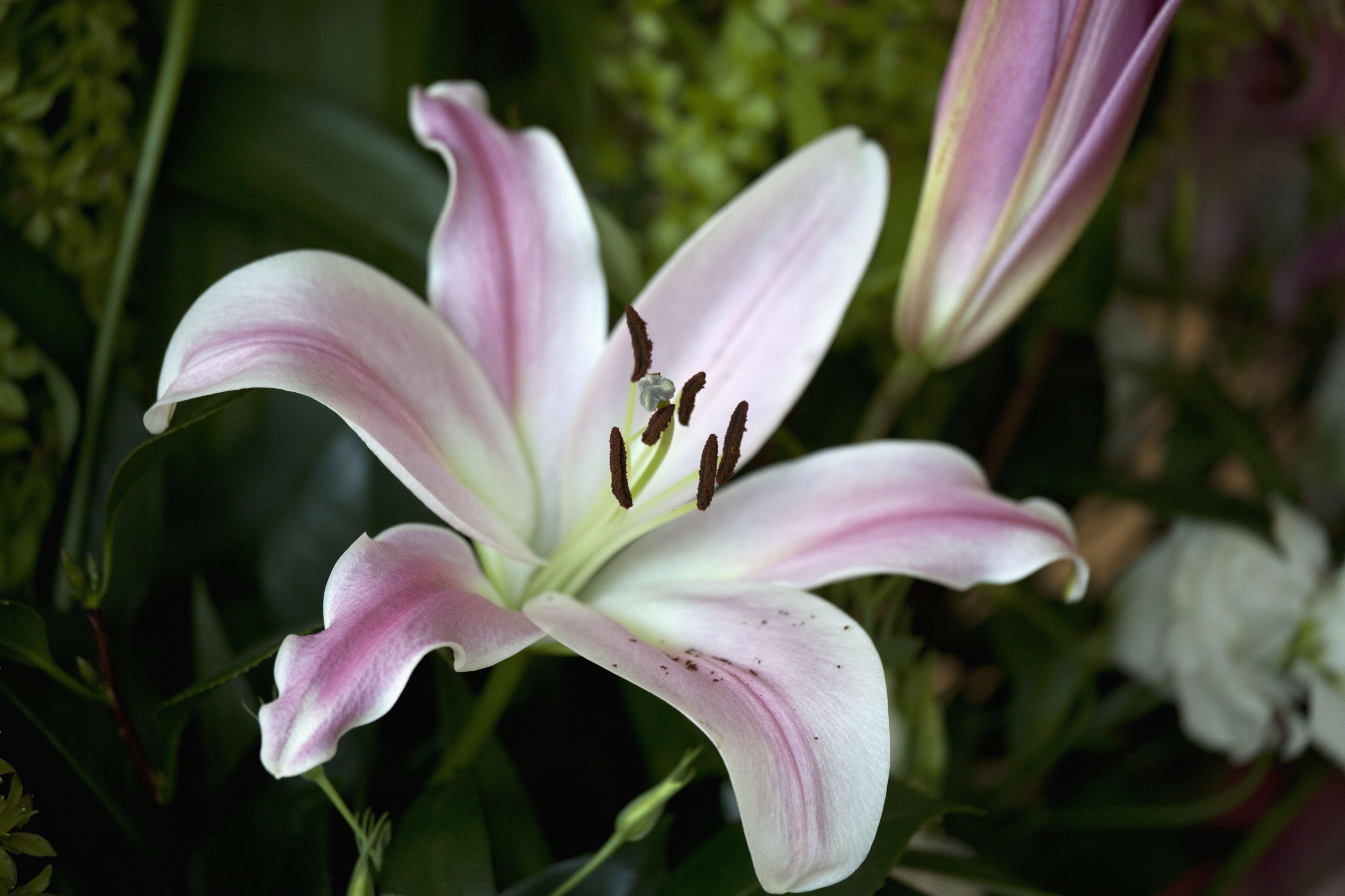 lilly plant for living room