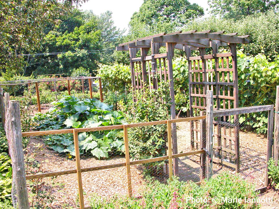 Planning and Planting a Vegetable Garden