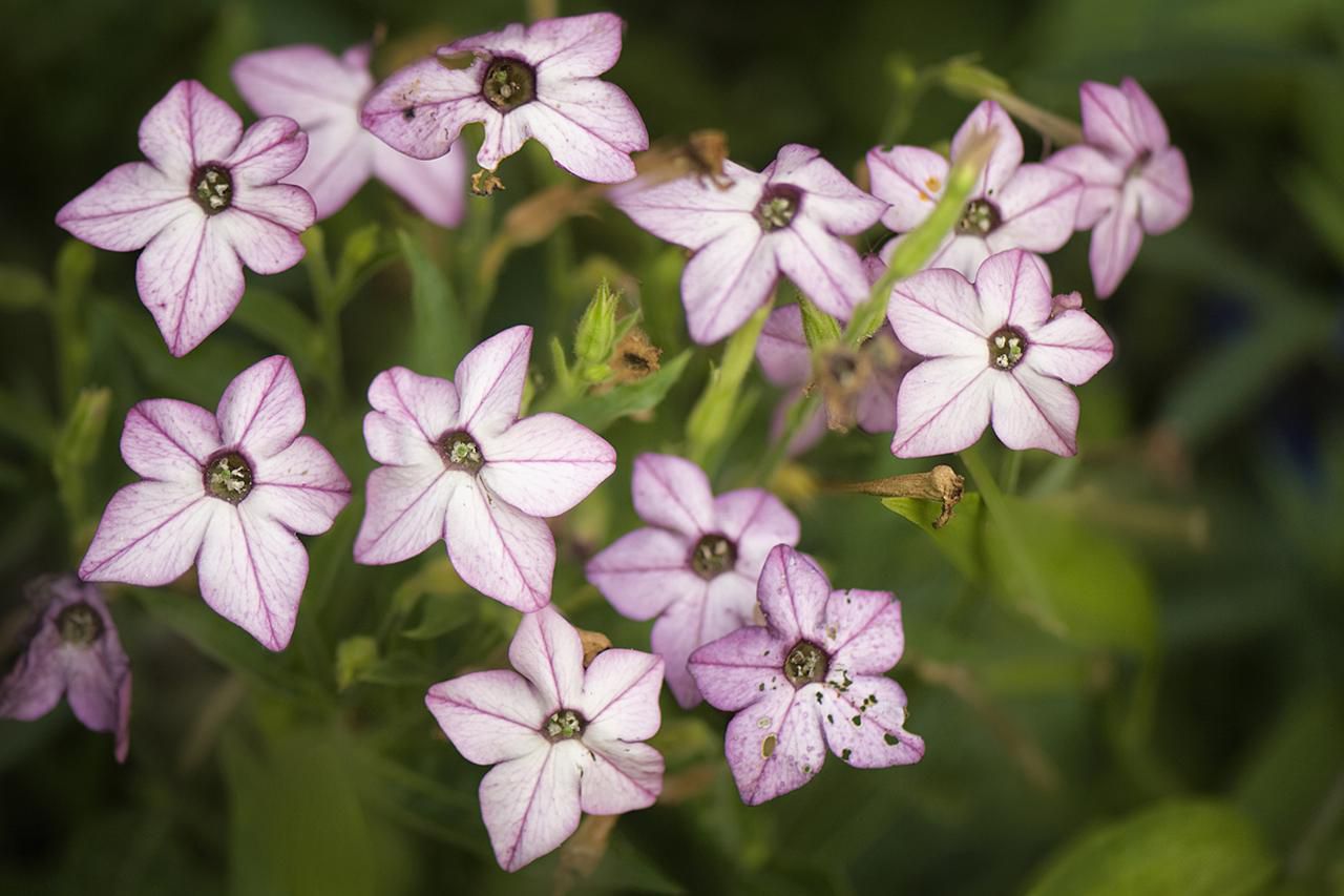 Tobacco plant flower information