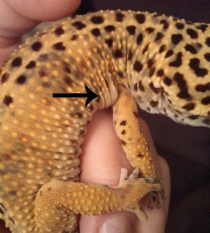 Help Your Leopard Gecko Eat and Find Out Why It Stopped Eating