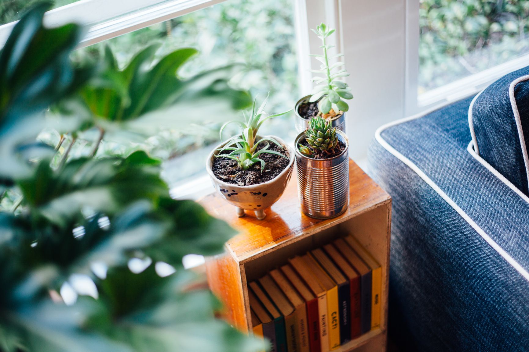 Why Are My Houseplants Dying?