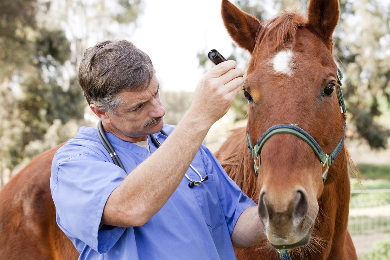 Veterinary Nutritionist Career Profile and Job Outlook