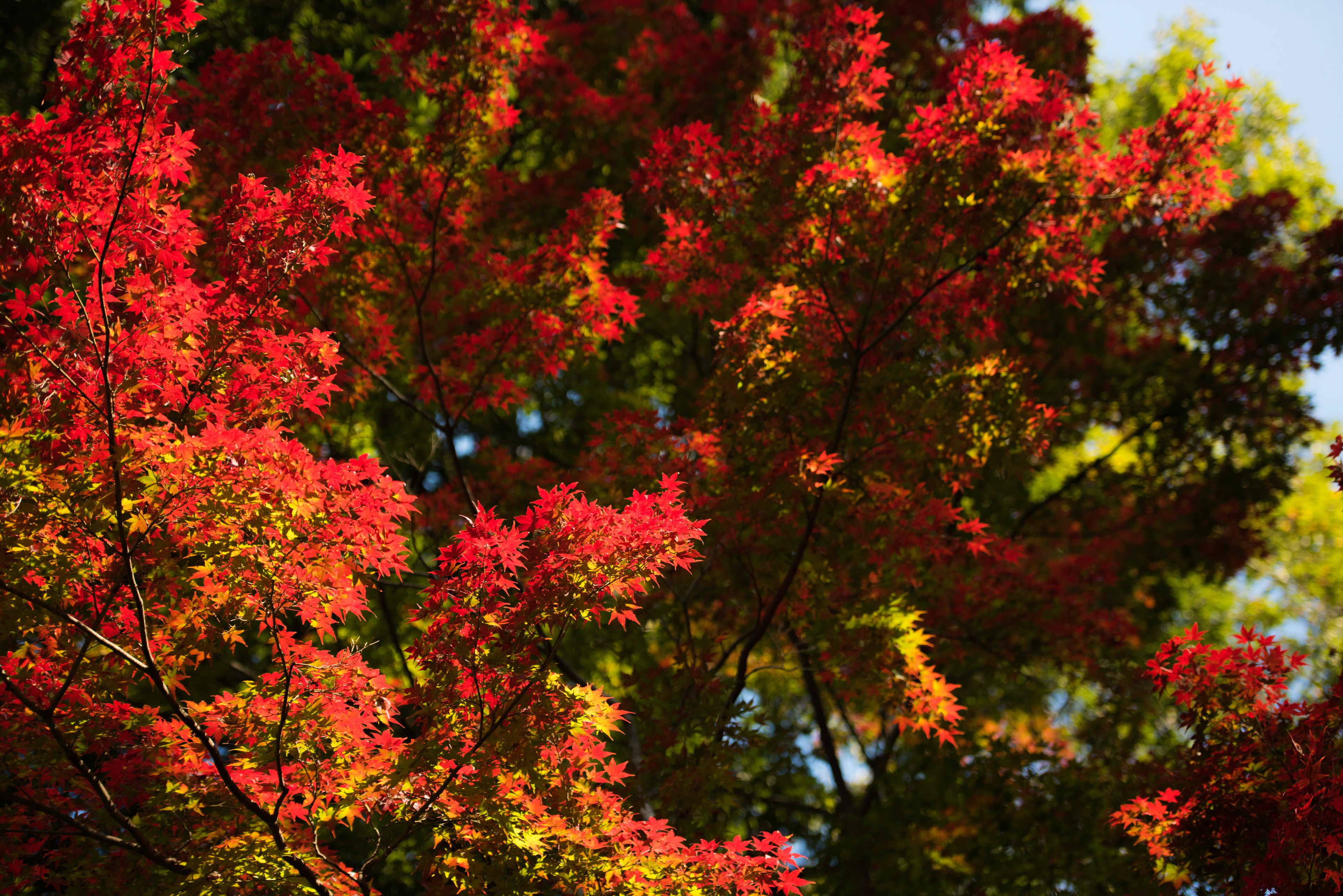 Ten Most Common Trees in the United States