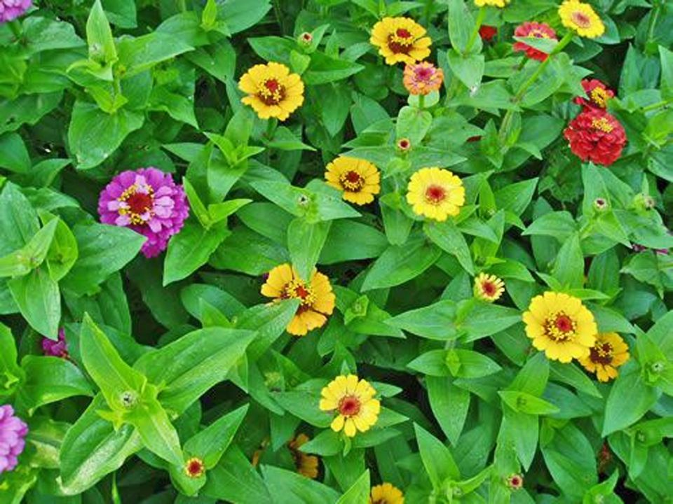Tips for Growing and Caring for Zinnia Plants