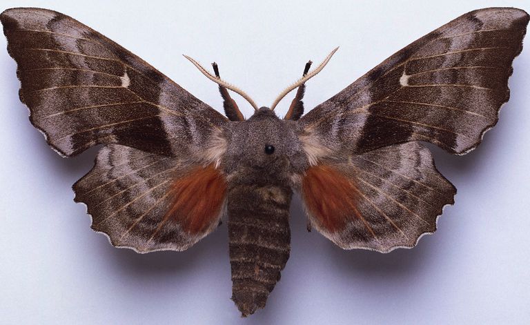 Sphinx Moths, Family Sphingidae