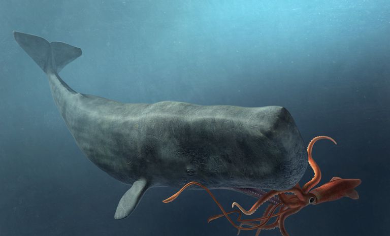 Why do sperm whales eat squid