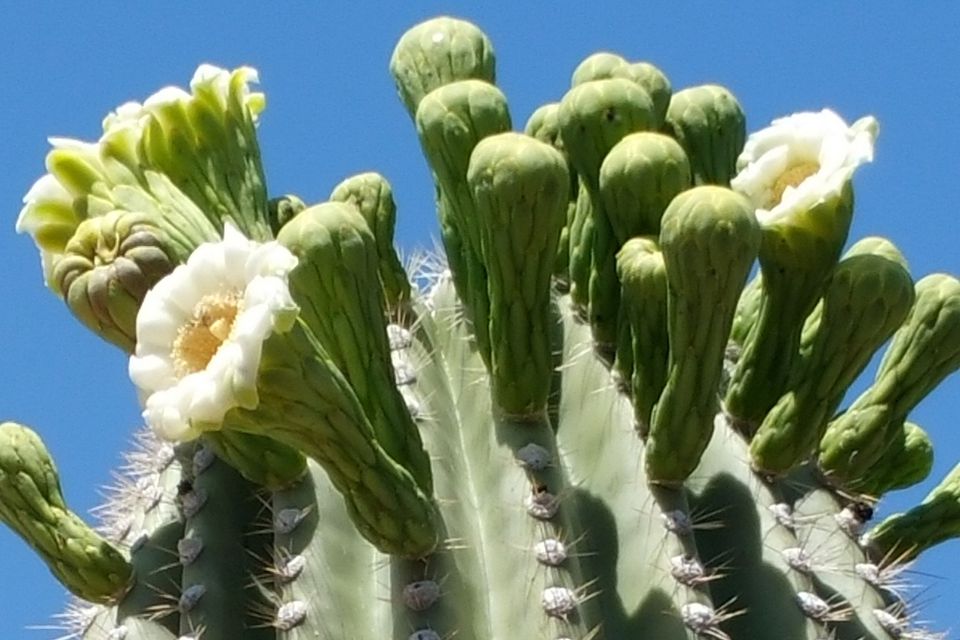 16 Things To Know About the Saguaro Cactus