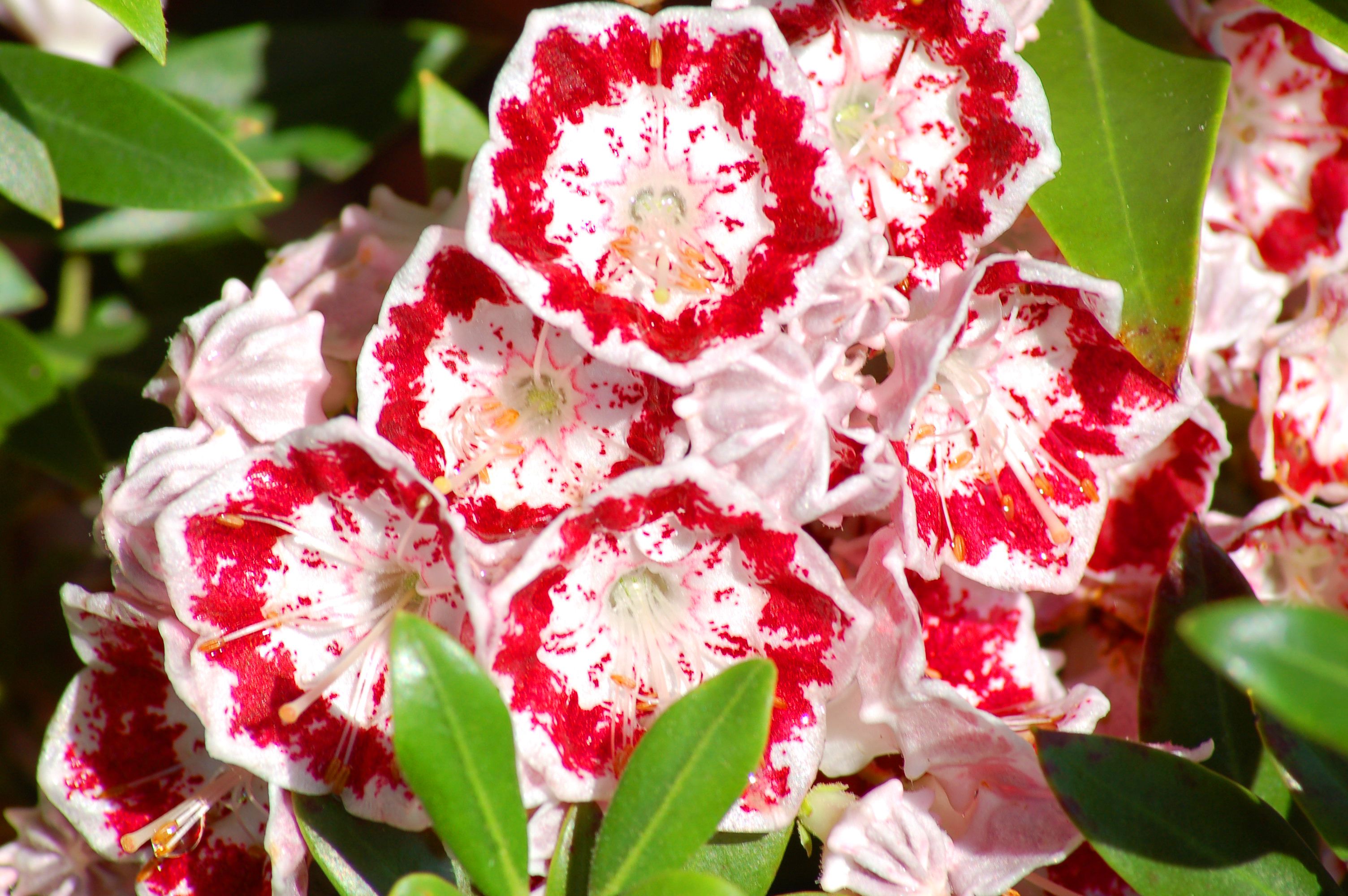 30 Shrubs That Grow in Shade