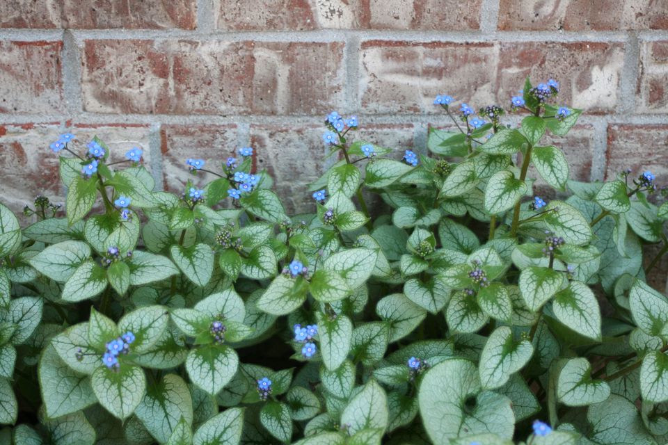 Top 9 Plants to Grow Under Trees gardenpicsandtips com