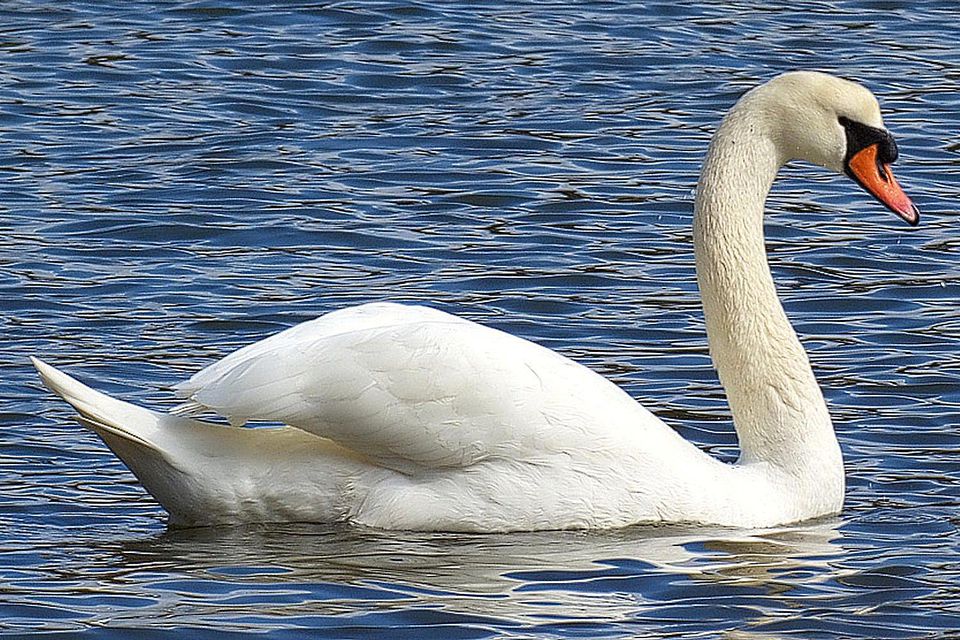 mute-swan-adult-58ad87433df78c345b85b294.jpg