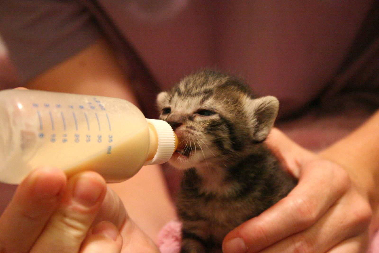 kittens bottle newborn kitten feed
