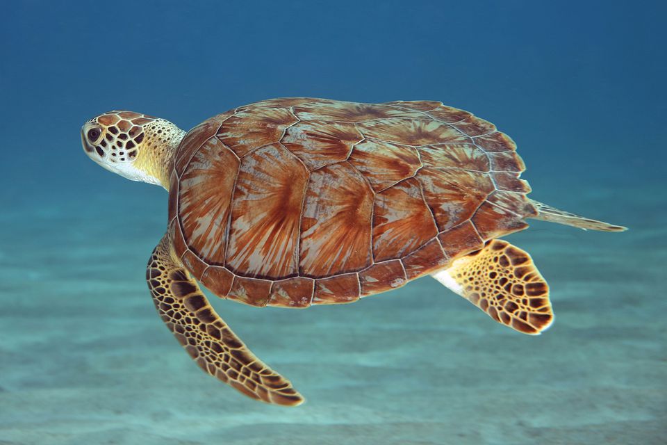 Where to See Sea Turtles in the Caribbean