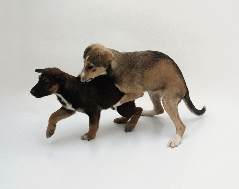 Learn How to Control Humping Behavior in Dogs