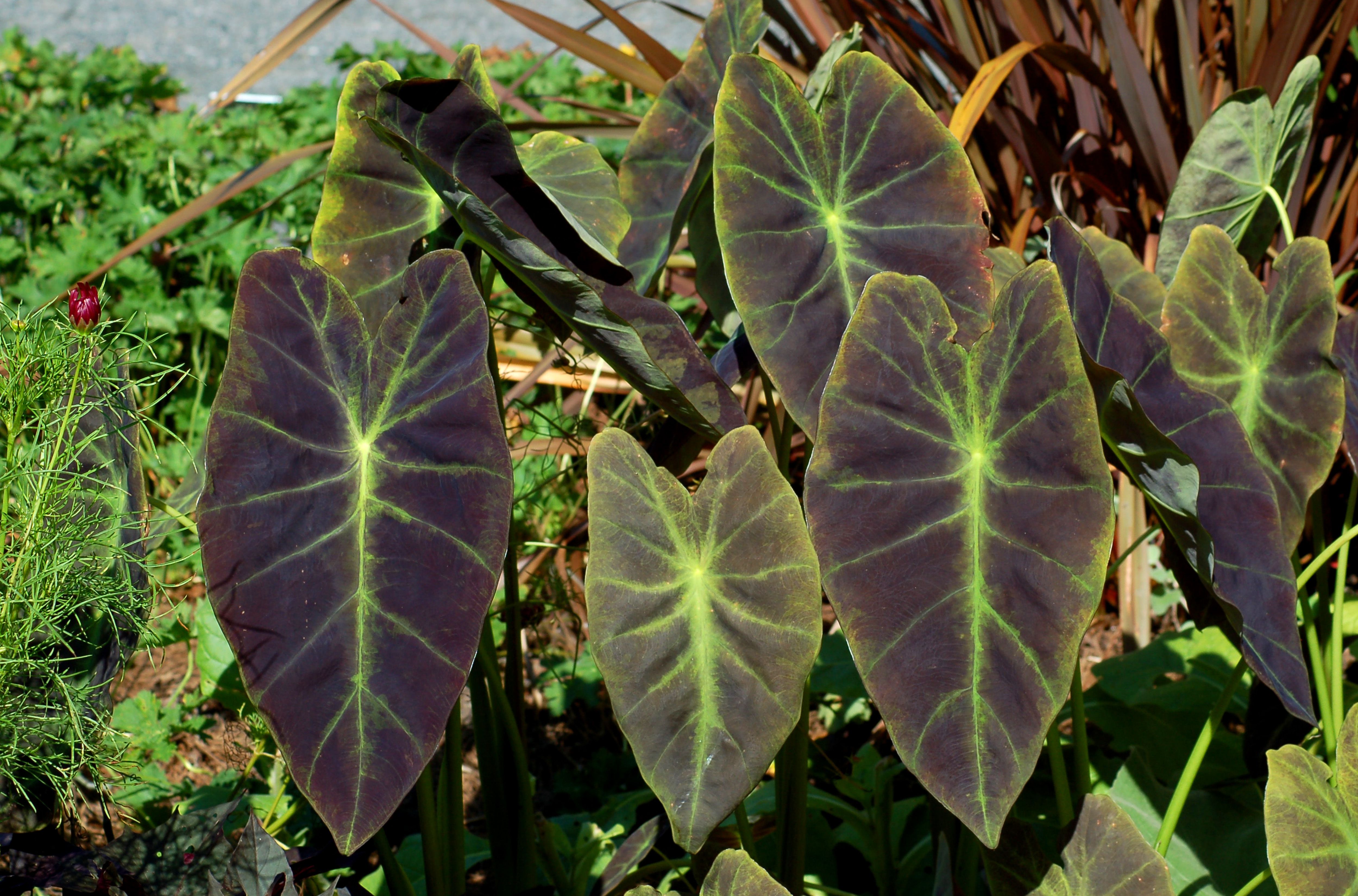 How to Grow and Care for Elephant Ear Plants