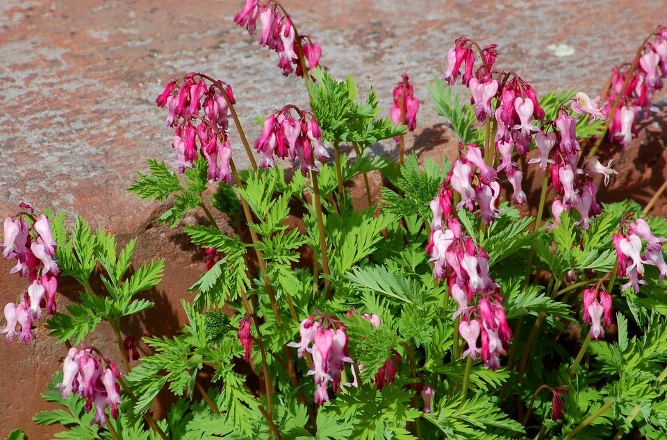 where to buy wild bleeding hearts