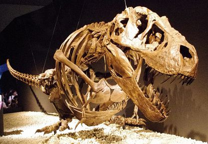 Тирекс динозавр фото в реальной жизни