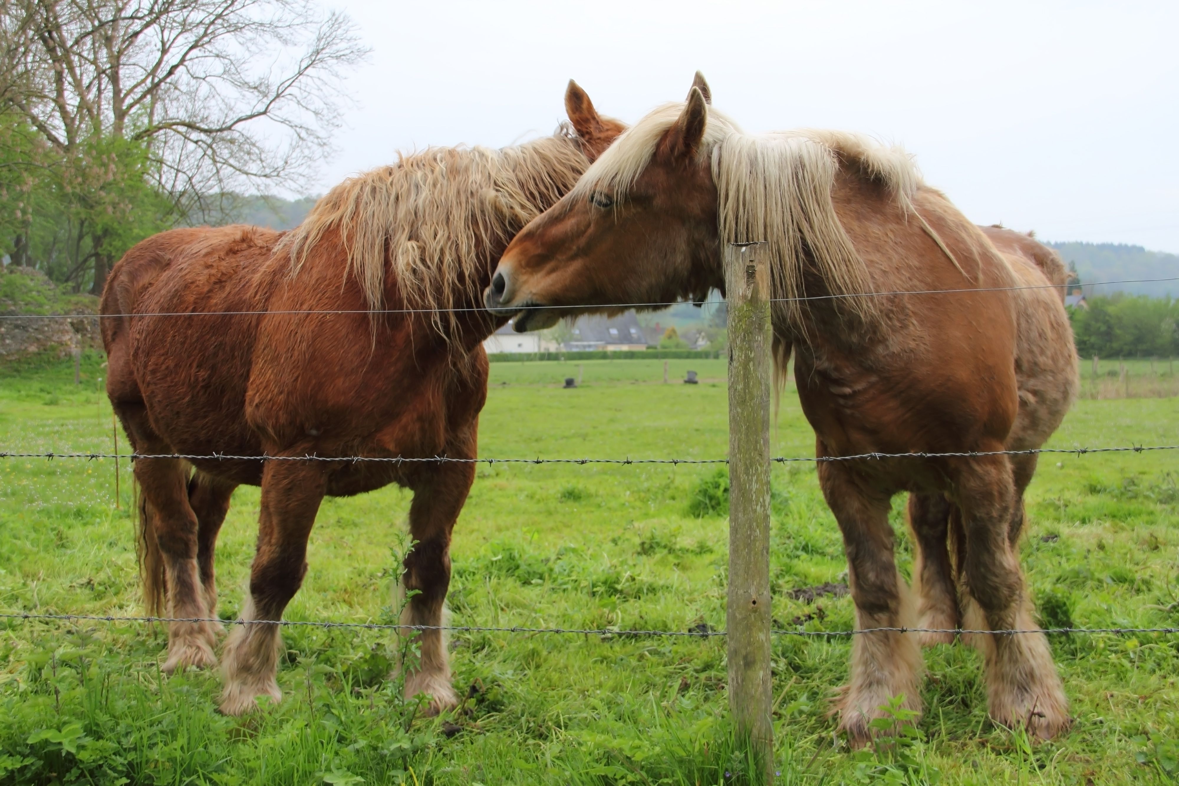 Percheron Horse Breed Profile