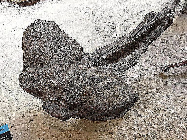 dinosaur with armor and club tail